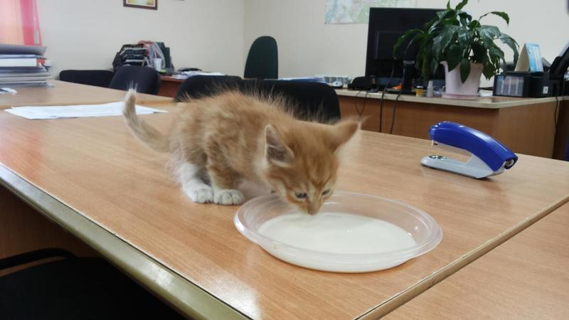 post-84026-0-45545700-1443752875_thumb.j