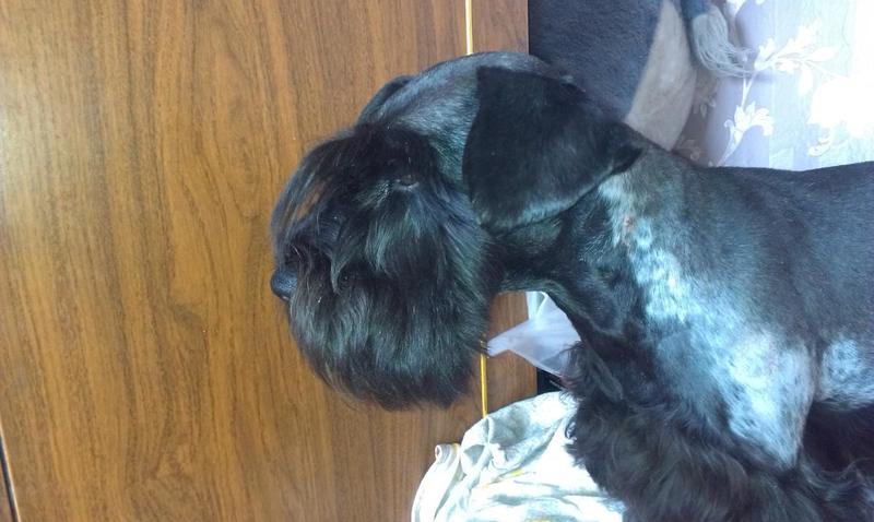 post-88106-0-17785900-1444877886_thumb.j