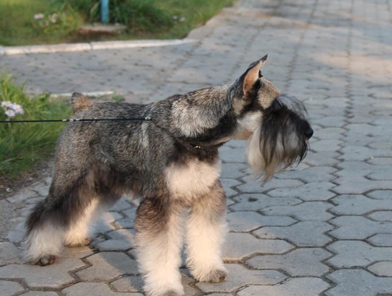 post-88106-0-44237000-1444877615_thumb.j