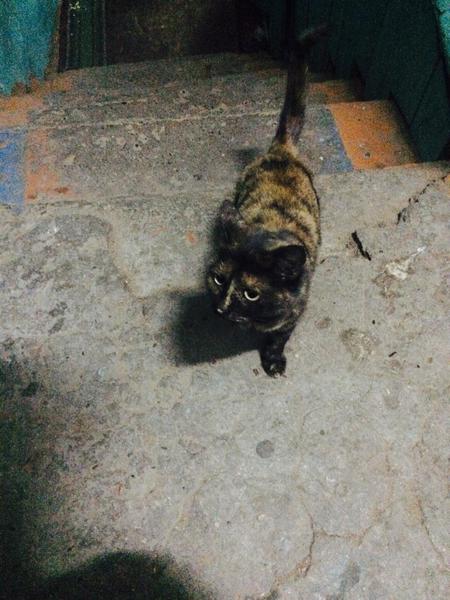 post-13406-0-02627500-1417088676_thumb.j