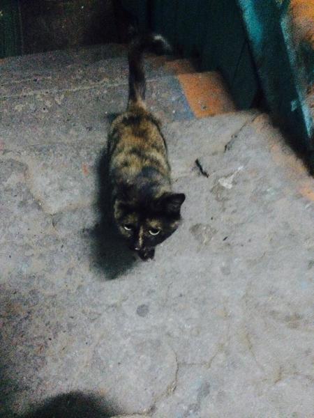 post-13406-0-38721800-1417088699_thumb.j