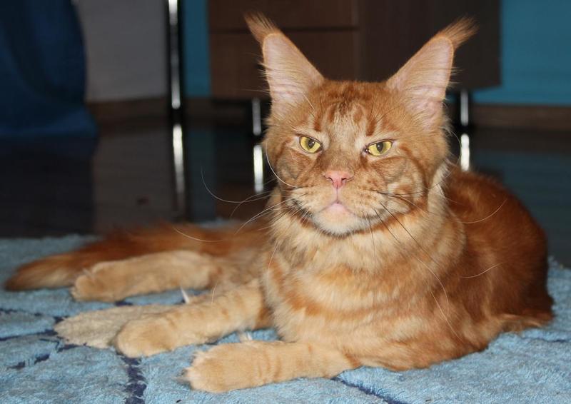 post-54398-0-95869200-1415451474_thumb.j