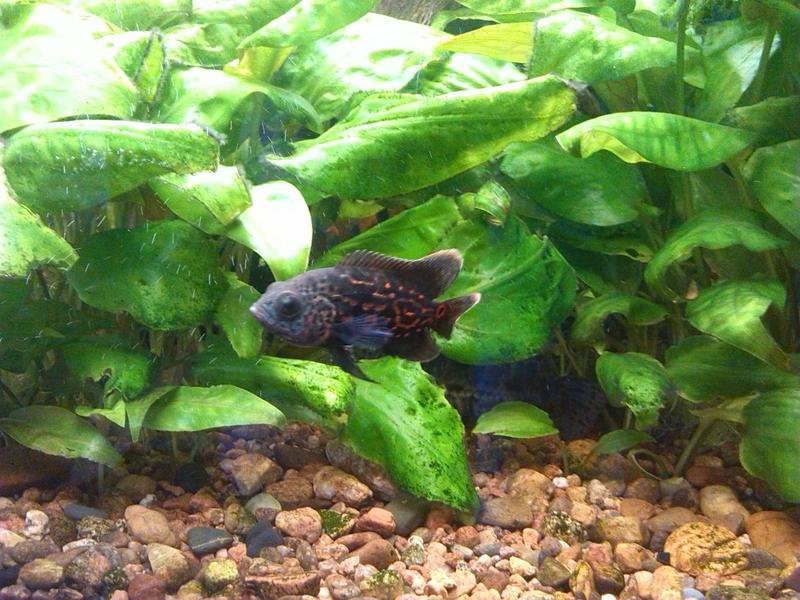 post-5969-0-28743000-1416720050_thumb.jp