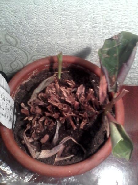 post-66684-0-03259000-1415111832_thumb.j