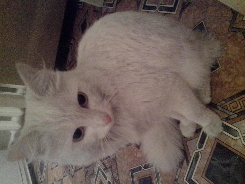 post-81177-0-22848700-1415782644_thumb.j