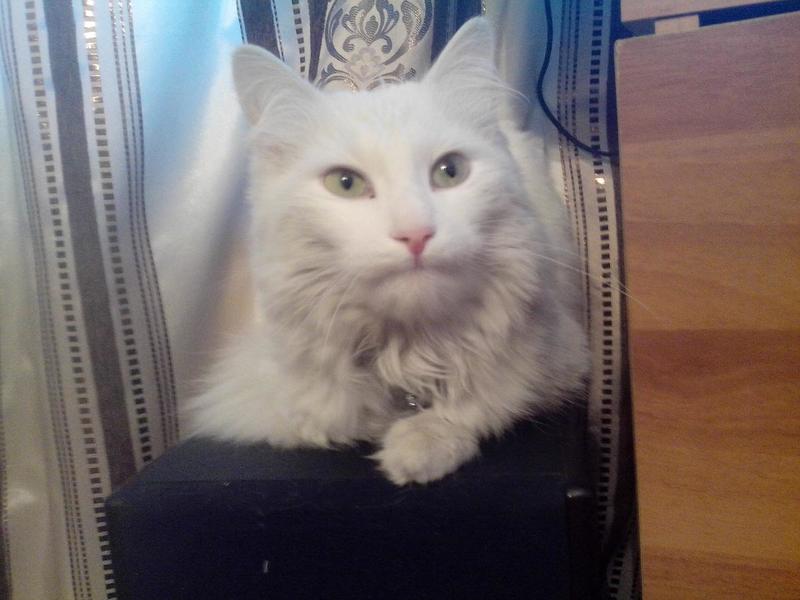 post-81177-0-78856500-1415782604_thumb.j