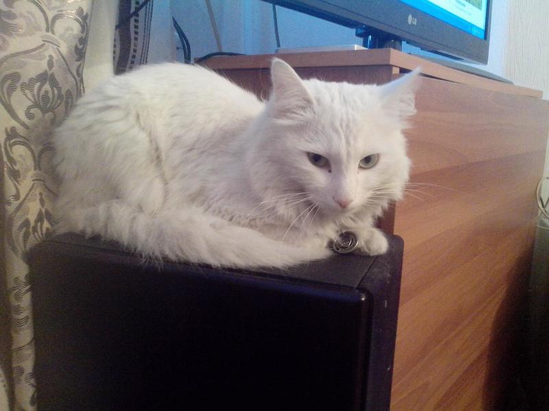 post-81177-0-80679300-1415782640_thumb.j