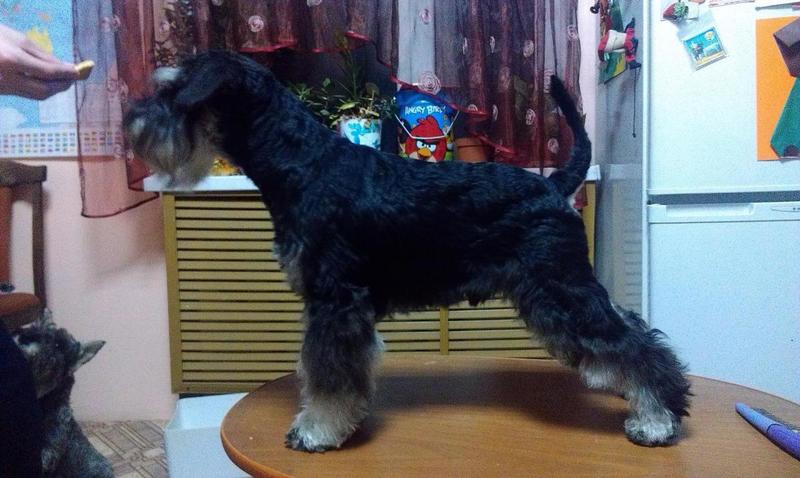 post-88106-0-50642000-1447084094_thumb.j