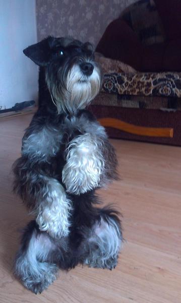 post-88106-0-74514200-1447083968_thumb.j