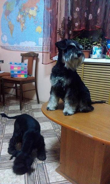 post-88106-0-88727400-1447084023_thumb.j