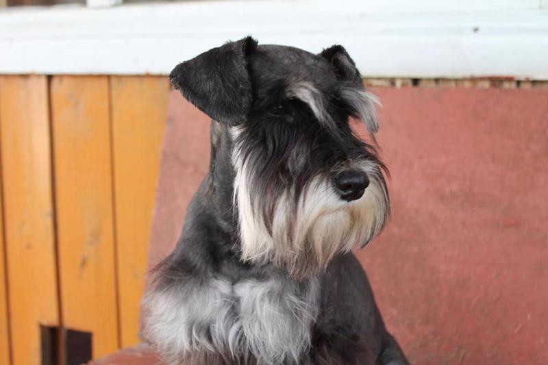 post-88106-0-90417800-1447083911_thumb.j