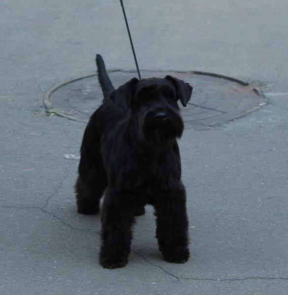 post-88106-0-97566900-1447082277_thumb.j