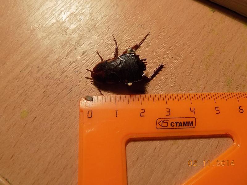 post-18204-0-16531800-1417506261_thumb.j