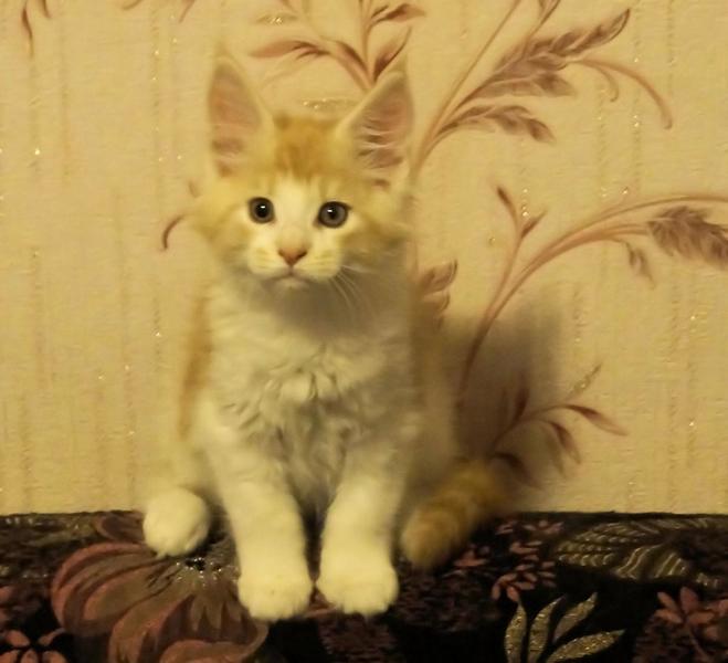 post-52802-0-00501200-1419159552_thumb.j