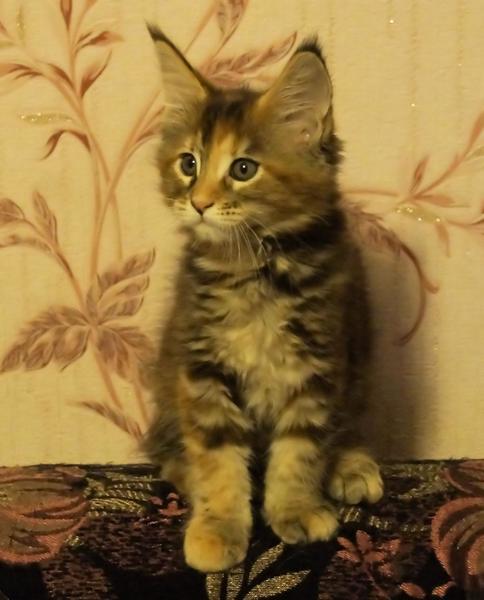 post-52802-0-08728500-1419159484_thumb.j