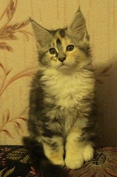 post-52802-0-37092300-1419159432_thumb.j