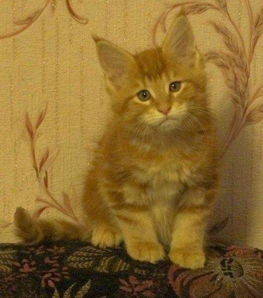 post-52802-0-48731900-1419159383_thumb.j