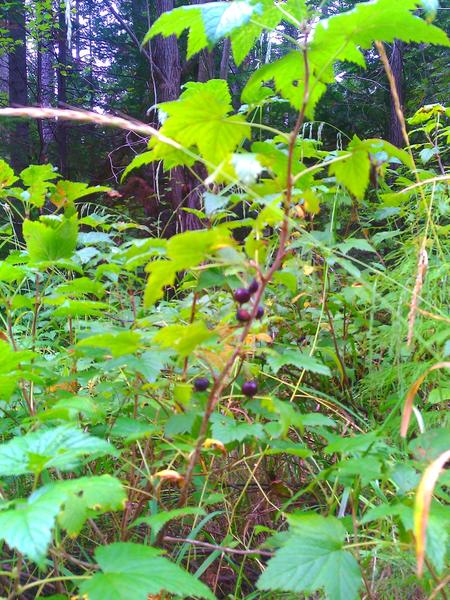 post-54548-0-04538500-1417626710_thumb.j