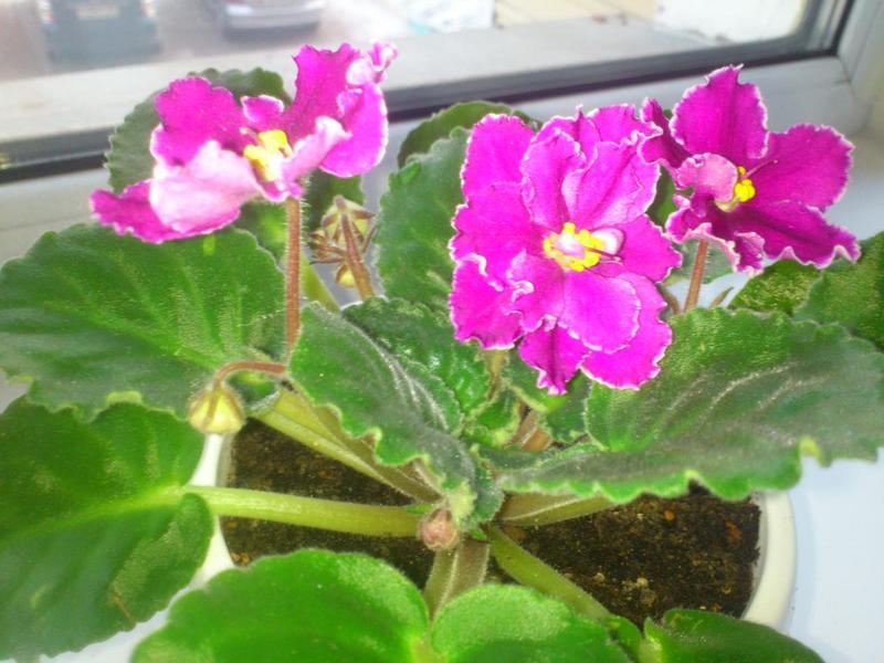 post-82244-0-14612000-1418811434_thumb.j