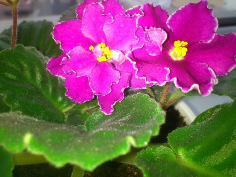 post-82244-0-16717300-1418811415_thumb.j