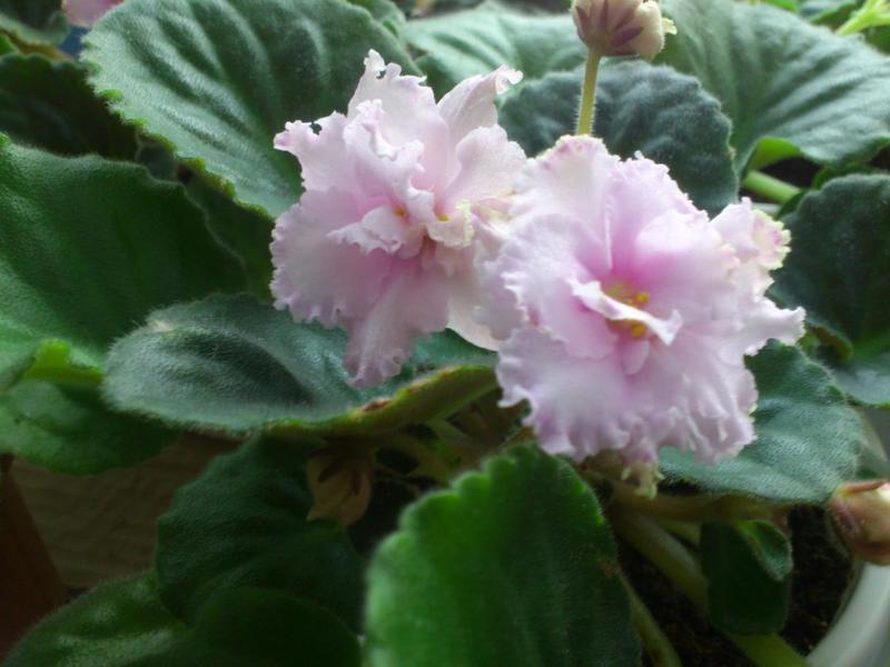 post-82244-0-52858400-1418812089_thumb.j