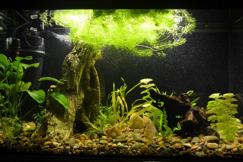 post-1208-0-14969300-1455626129.thumb.jp