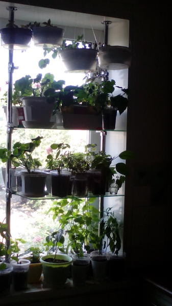 мои полки (4).jpg