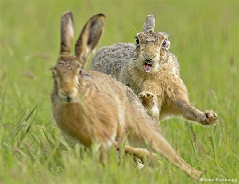 Chem-otlichayutsya-zaycy-i-kroliki.jpg
