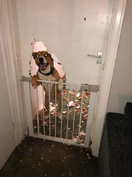 0_mpm_dog_destroys_door-1-768x1024wtmk1.thumb.jpg.8f6cfab4ec273fe26c305fe9177bee22.jpg