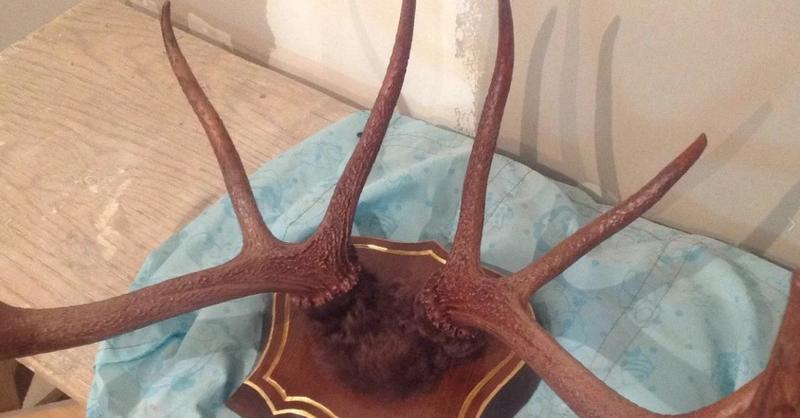 Рога Оленя купить в Бурятии на Avito — Объявления на сайте Авито.jpg