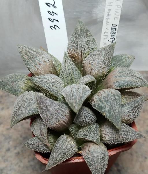3992-Haworthia-pygmaea-Pink-Beauty-x-splendens-x-Kegazato.jpg