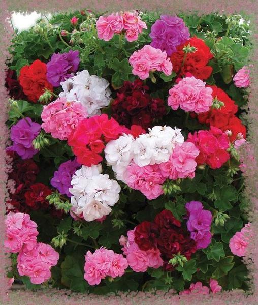 ivy-pelargonium.jpg