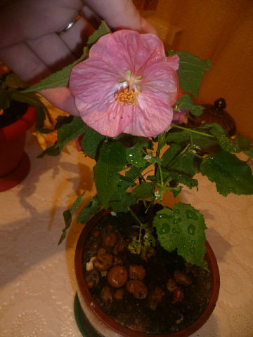 abutilon.jpg