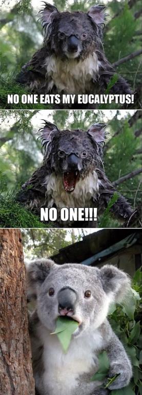 ni-kto-ne-mozhet-est-moy-evkalipt-nikto%21-koala-nikto-ne-mozhet-est-moy-evkalipt-508449.jpeg