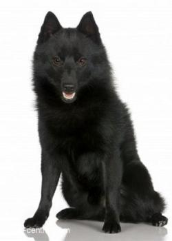 schipperke_image1.jpg