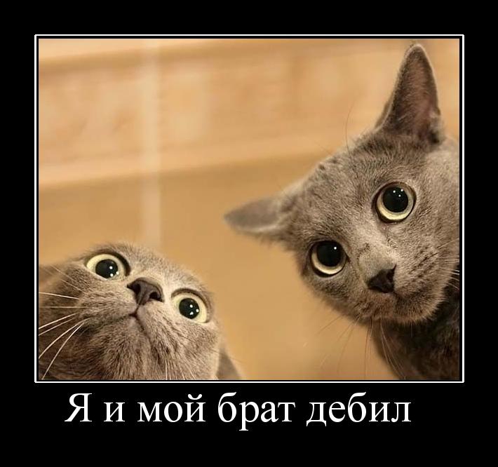 фотографию картинка вот это меня вштырило противень обе части
