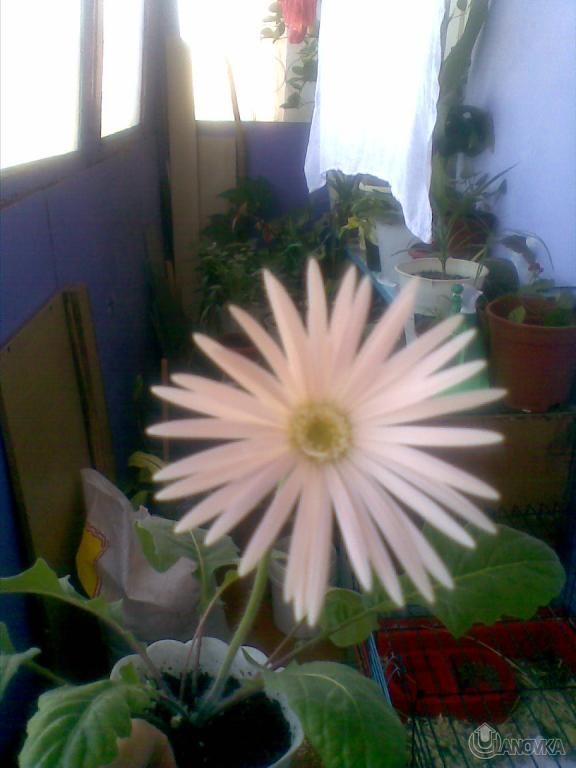 Gerbera.jpeg