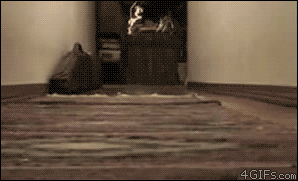 Corgi-puppy-stampede.gif