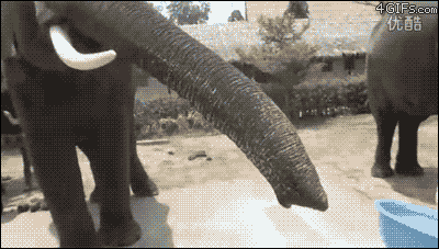 Elephant-eats-smartphone.gif