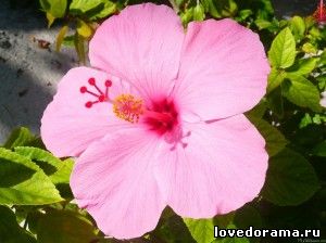 Pink_Hibiscus_300x224.jpg