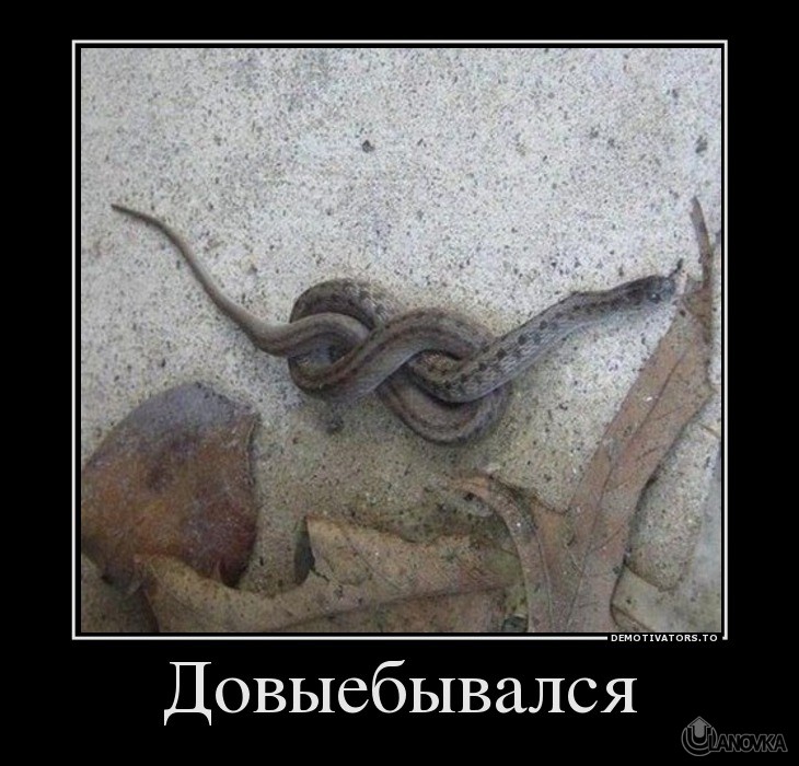52344991_dovyiebyivalsya.jpg