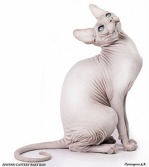 sphynx_cat_dallas9.jpg