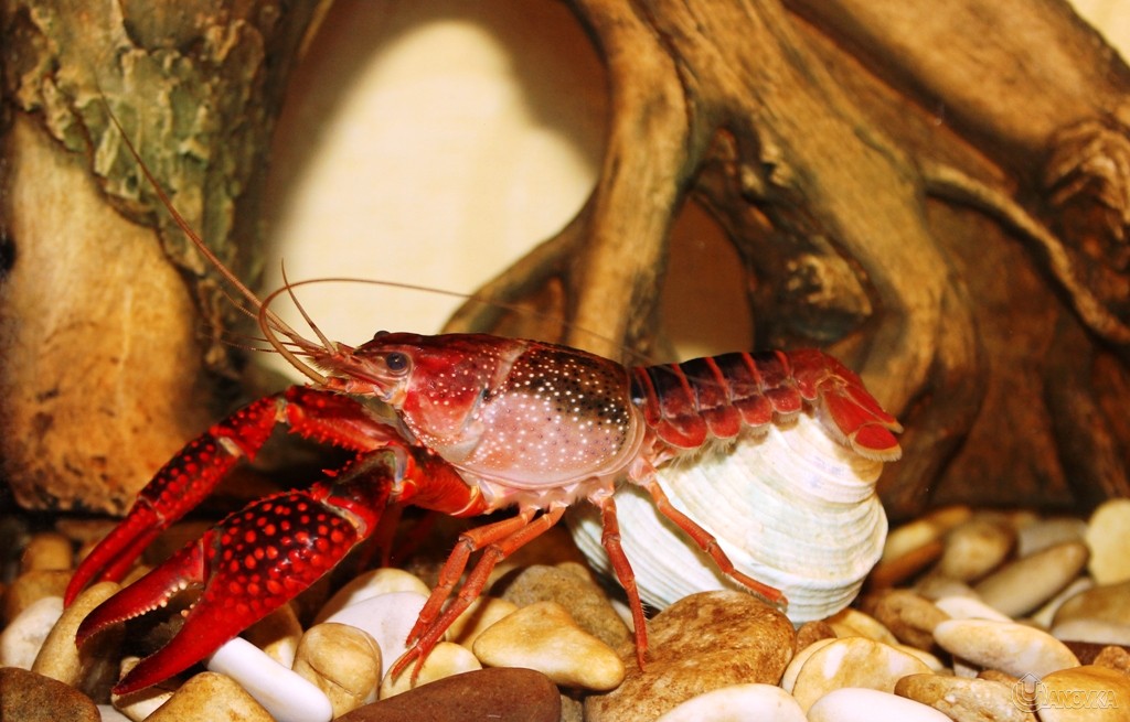 Галерея раковых. Рачки домашние животные. Чикибряк. Where does the delicious Dragon Crayfish Chikibryak Live.