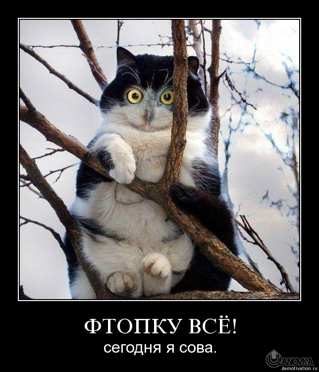 1338353939_kote-demotivatory-kote-42542.jpeg