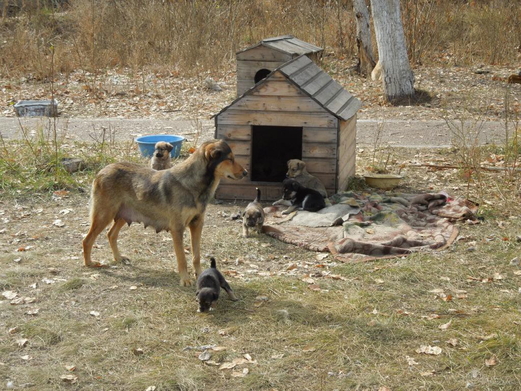 Приют южный. Приют кот и пес. Приют кот и пес Южно Сахалинск фото. Будка кочачьяна помойке 1000.