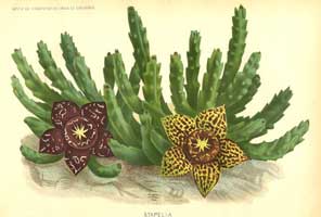 Stapelia_marmorata_S_mutabilis.jpg