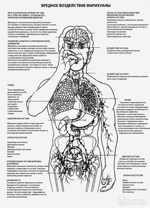vozdeystvie_marihuanyi.jpg