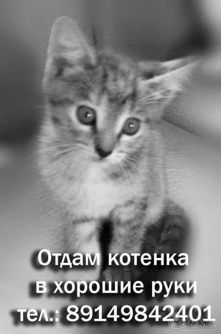 kotenok.jpg