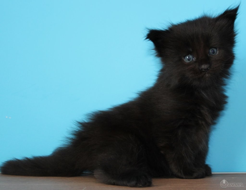 IMG_6374_c452539b986b940a36b207f20756313