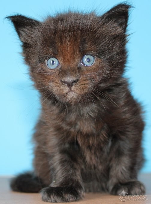 IMG_6395_217d82af25c8d88263ec78f297f9a11